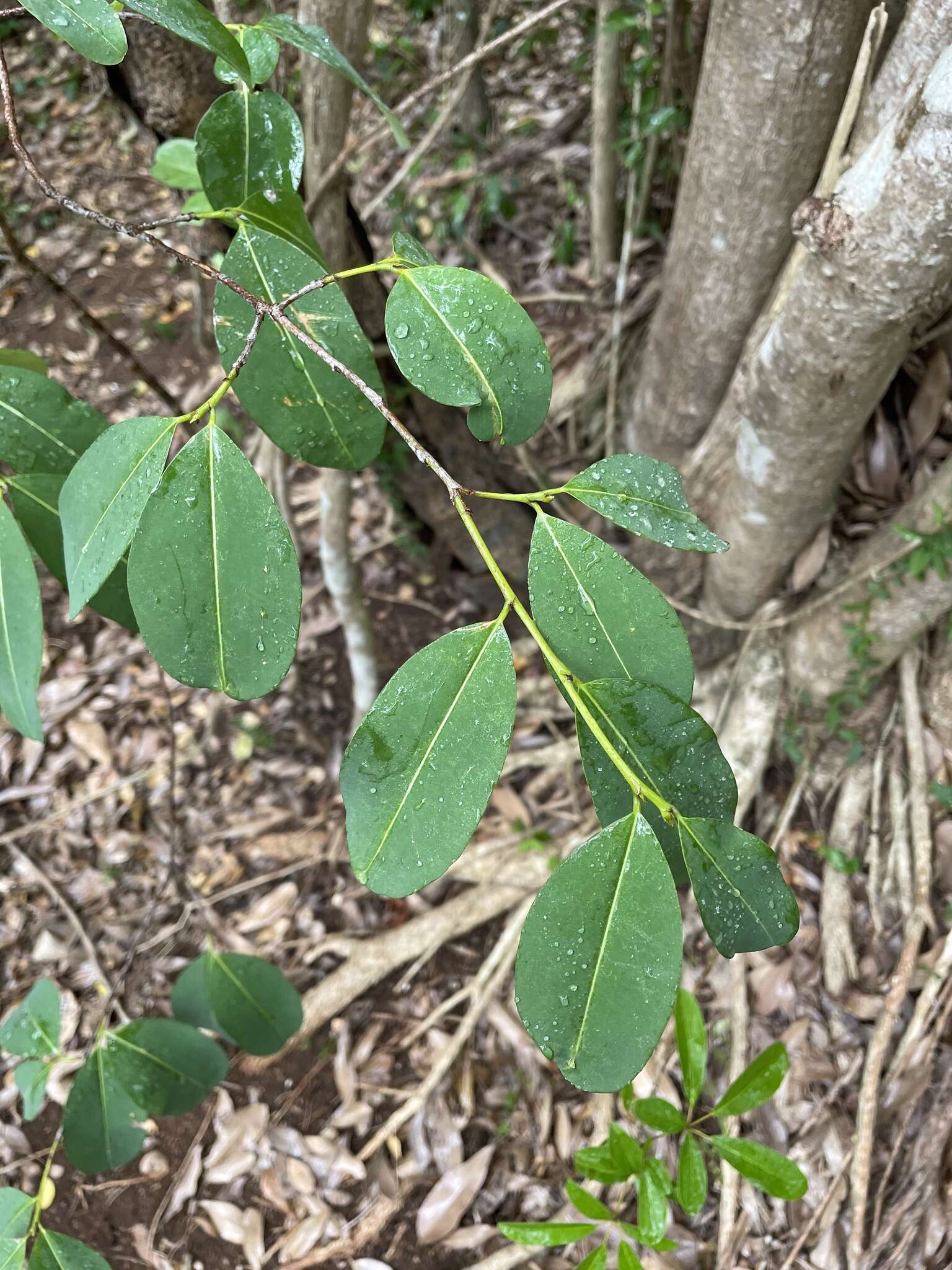 Image de Erythroxylum areolatum L.