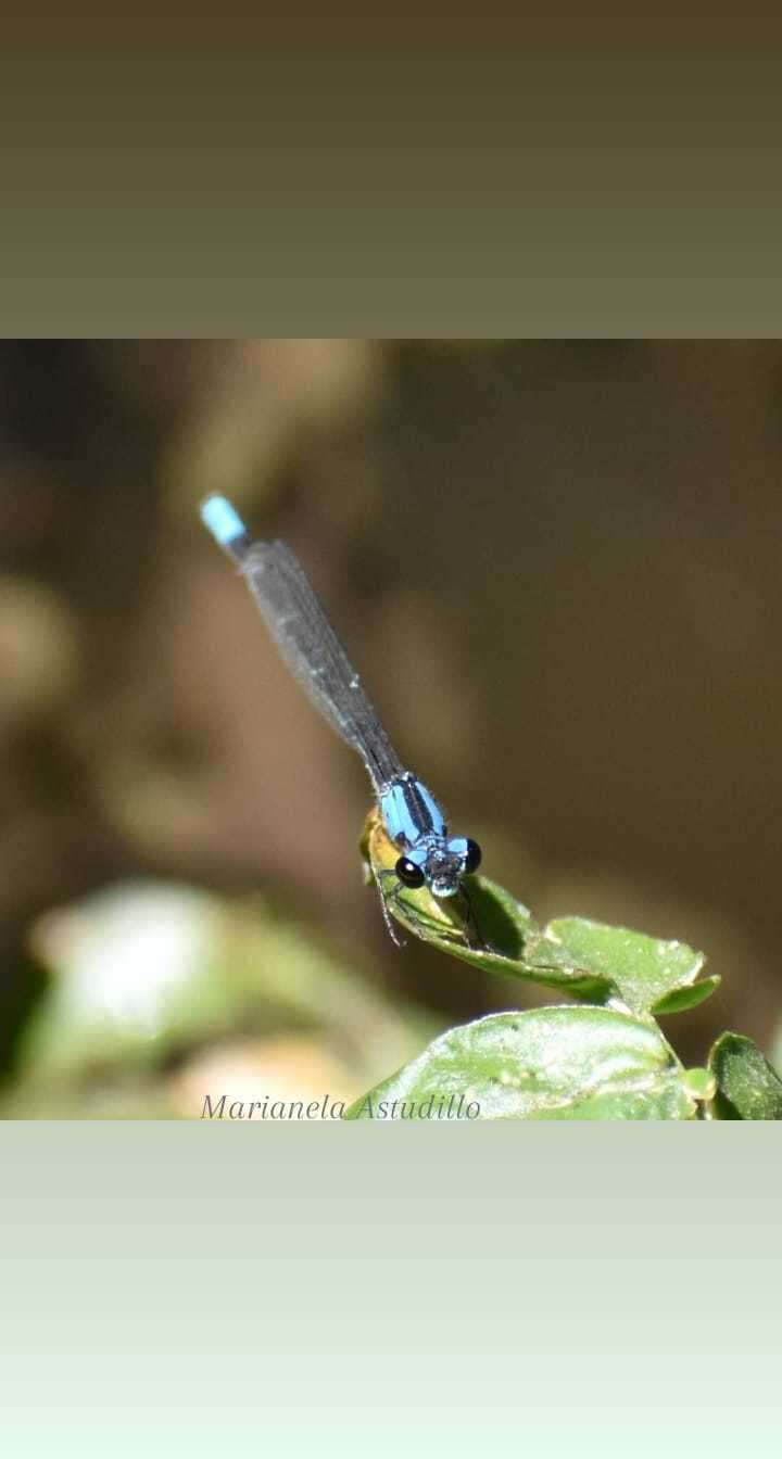 Sivun Oxyagrion ablutum (Calvert 1909) kuva