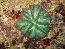 Image of Pectinia africana Veron 2000