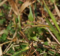 Image of Diplacodes haematodes (Burmeister 1839)