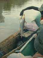 Image of Giant African threadfin