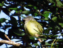 Image of Yellow-olive Flatbill