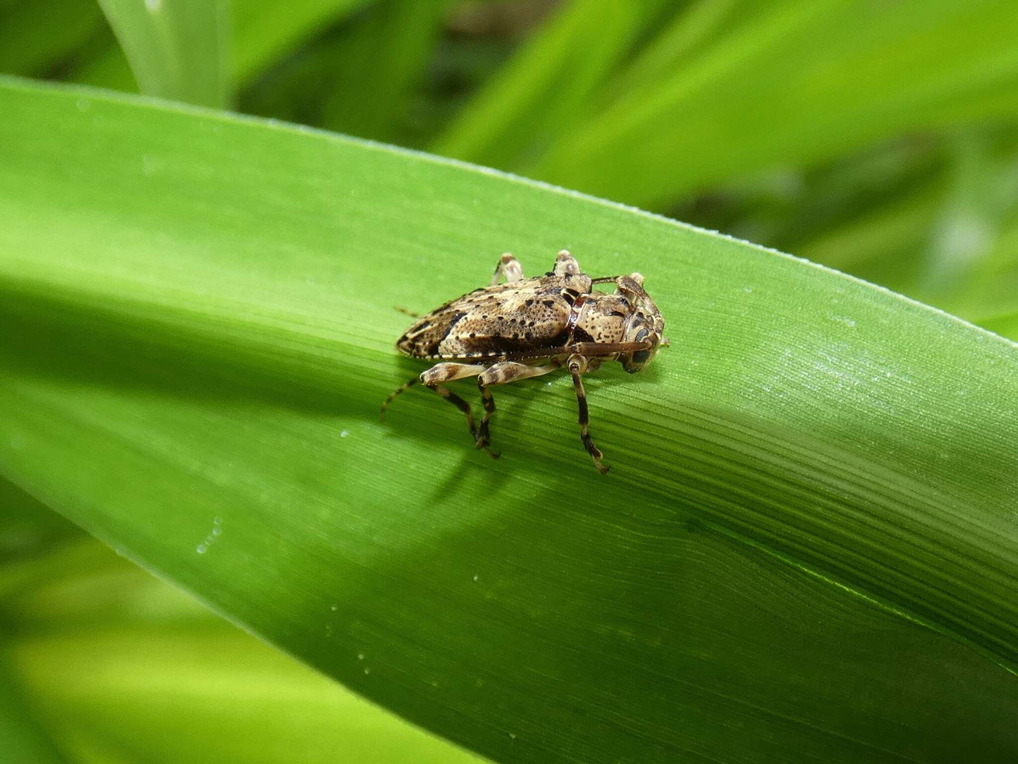 Image of Nealcidion brachiale (Bates 1872)