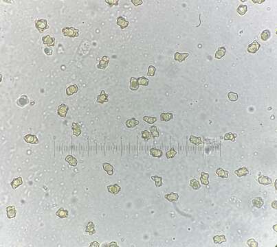 Plancia ëd Inocybe acriolens Grund & D. E. Stuntz 1975