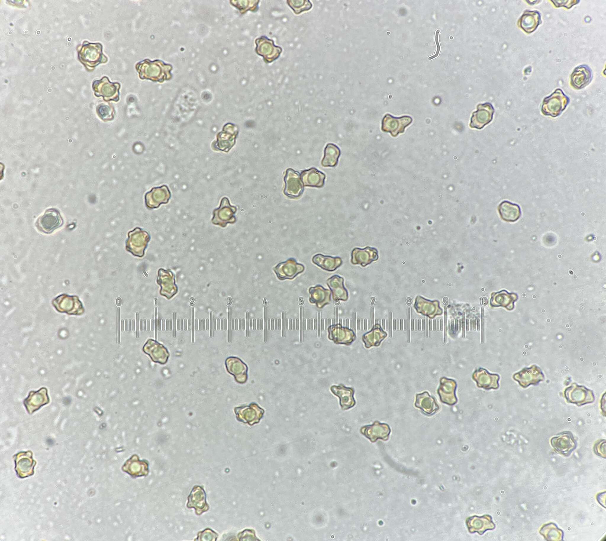 Plancia ëd Inocybe acriolens Grund & D. E. Stuntz 1975