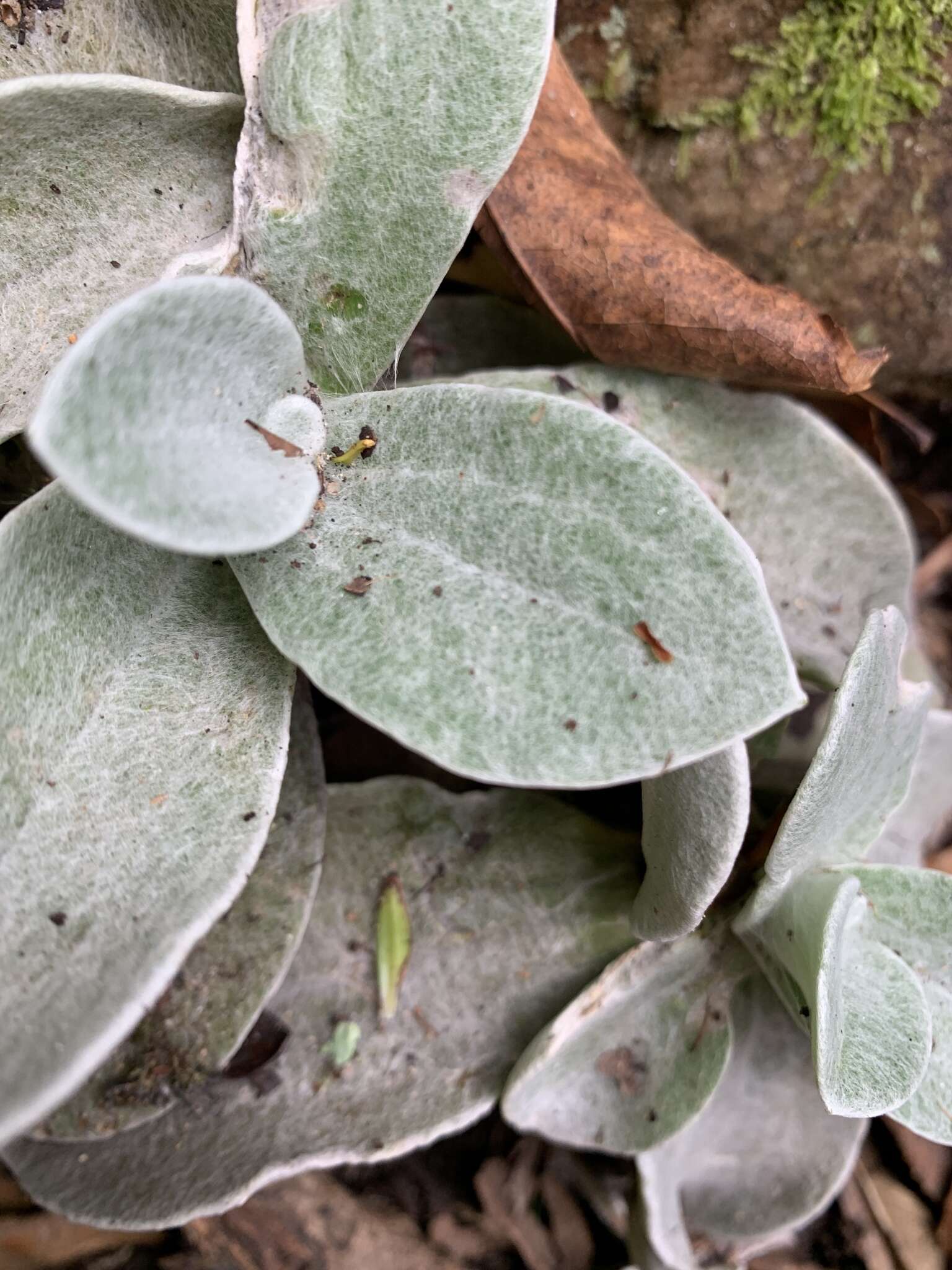 Слика од Helichrysum grandiflorum (L.) D. Don