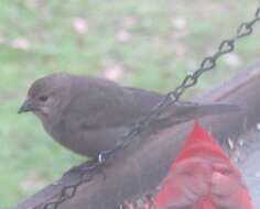 Image of Brown-headed Cowbird