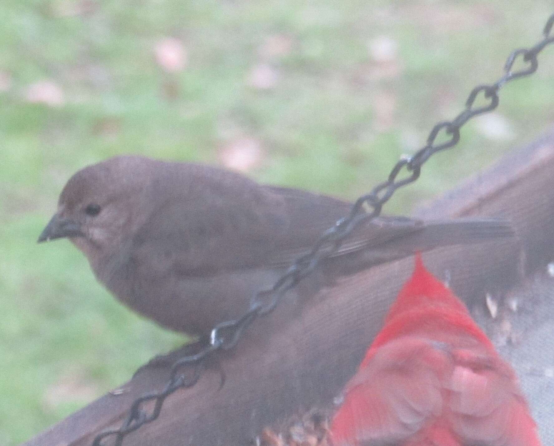 Image of Brown-headed Cowbird