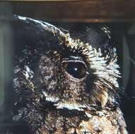 Image of Palawan Scops Owl