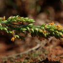Image of Setaria lindenbergiana (Nees) Stapf