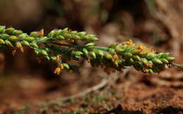 صورة Setaria lindenbergiana (Nees) Stapf