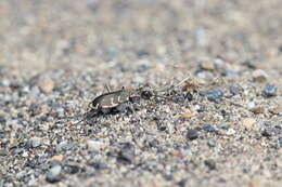 Image of Cicindela (Cicindela) hirticollis couleensis Graves 1988