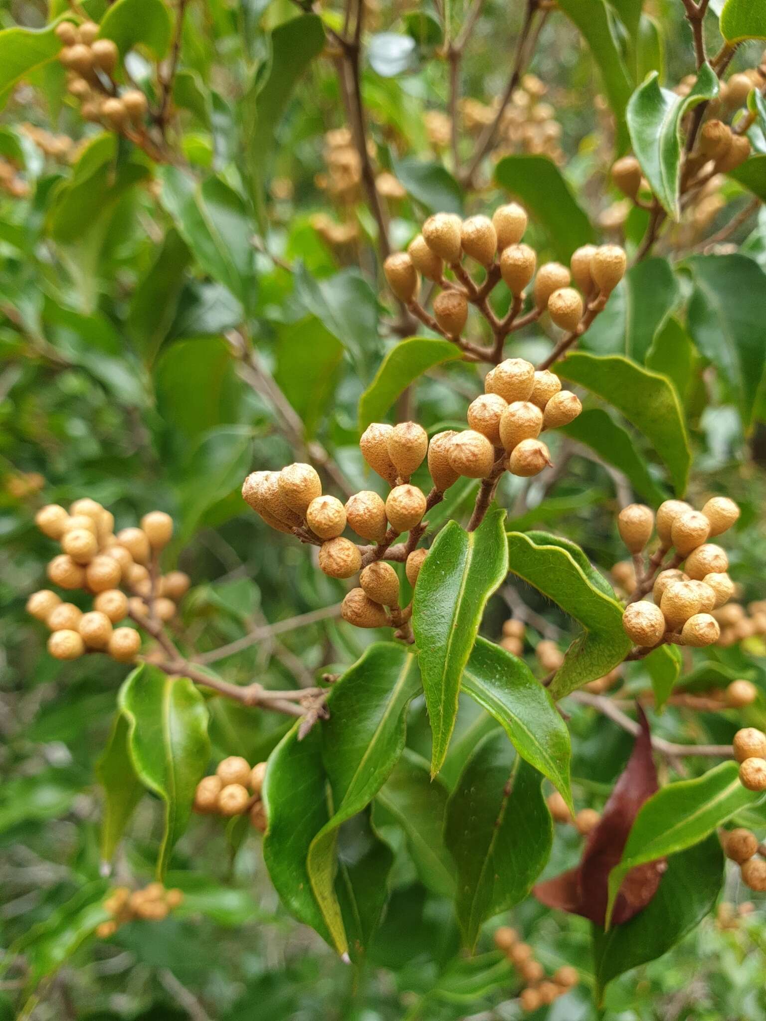 Image of Leptolaena cuspidata Baker