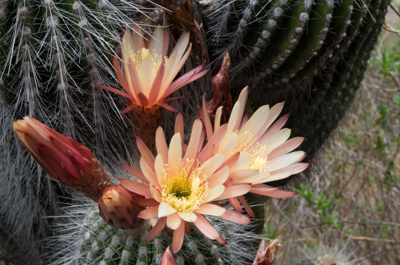 Imagem de Echinopsis tarijensis subsp. bertramiana (Backeb.) M. Lowry