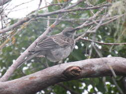 Image of San Cristobal Mockingbird