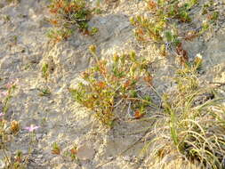 Image de Teucrium pumilum Loefl. ex L.