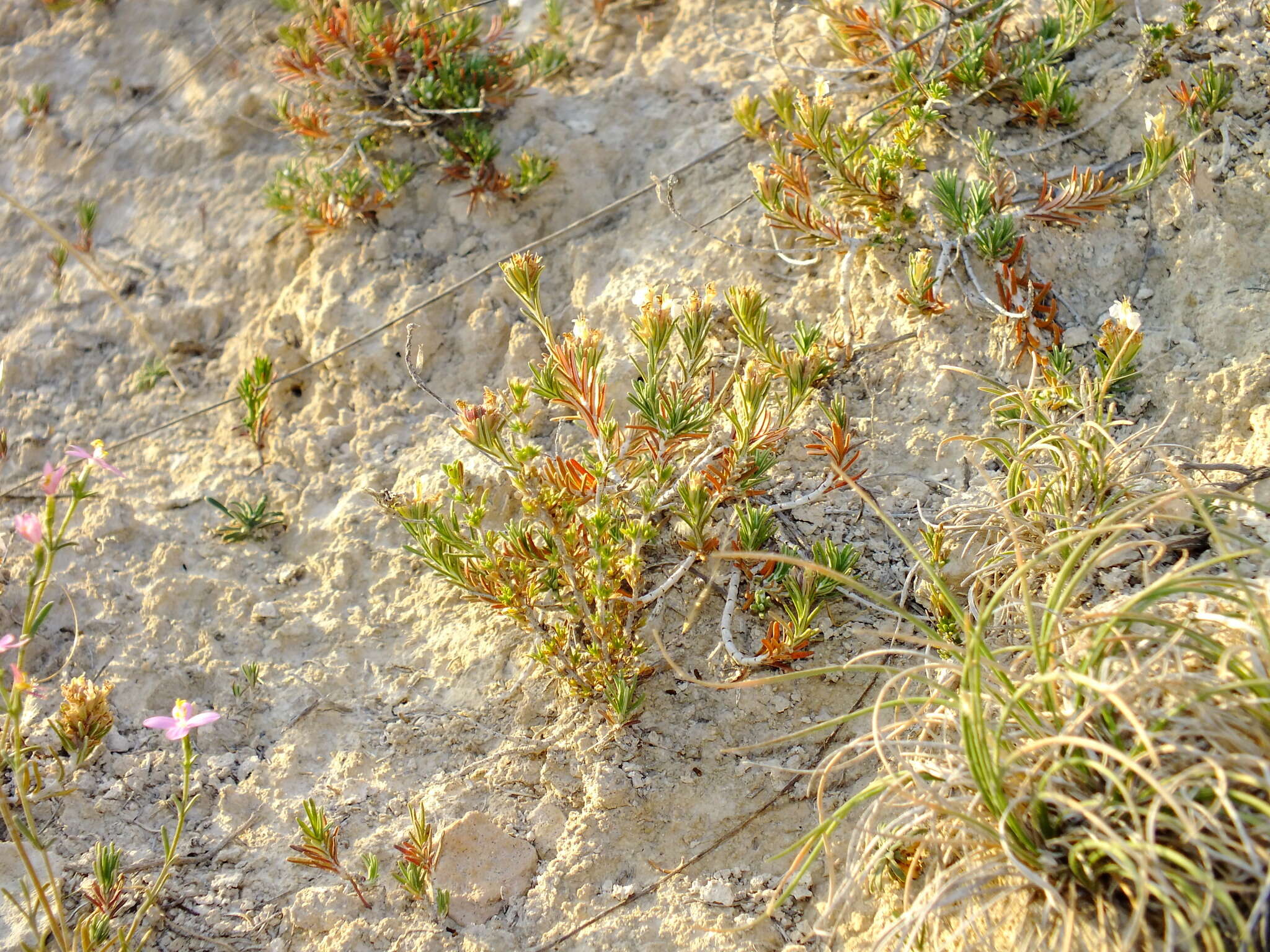 Image de Teucrium pumilum Loefl. ex L.