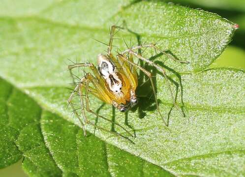 Image of Oxyopes lineatus Latreille 1806