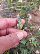 Psoralea lanceolata Pursh resmi