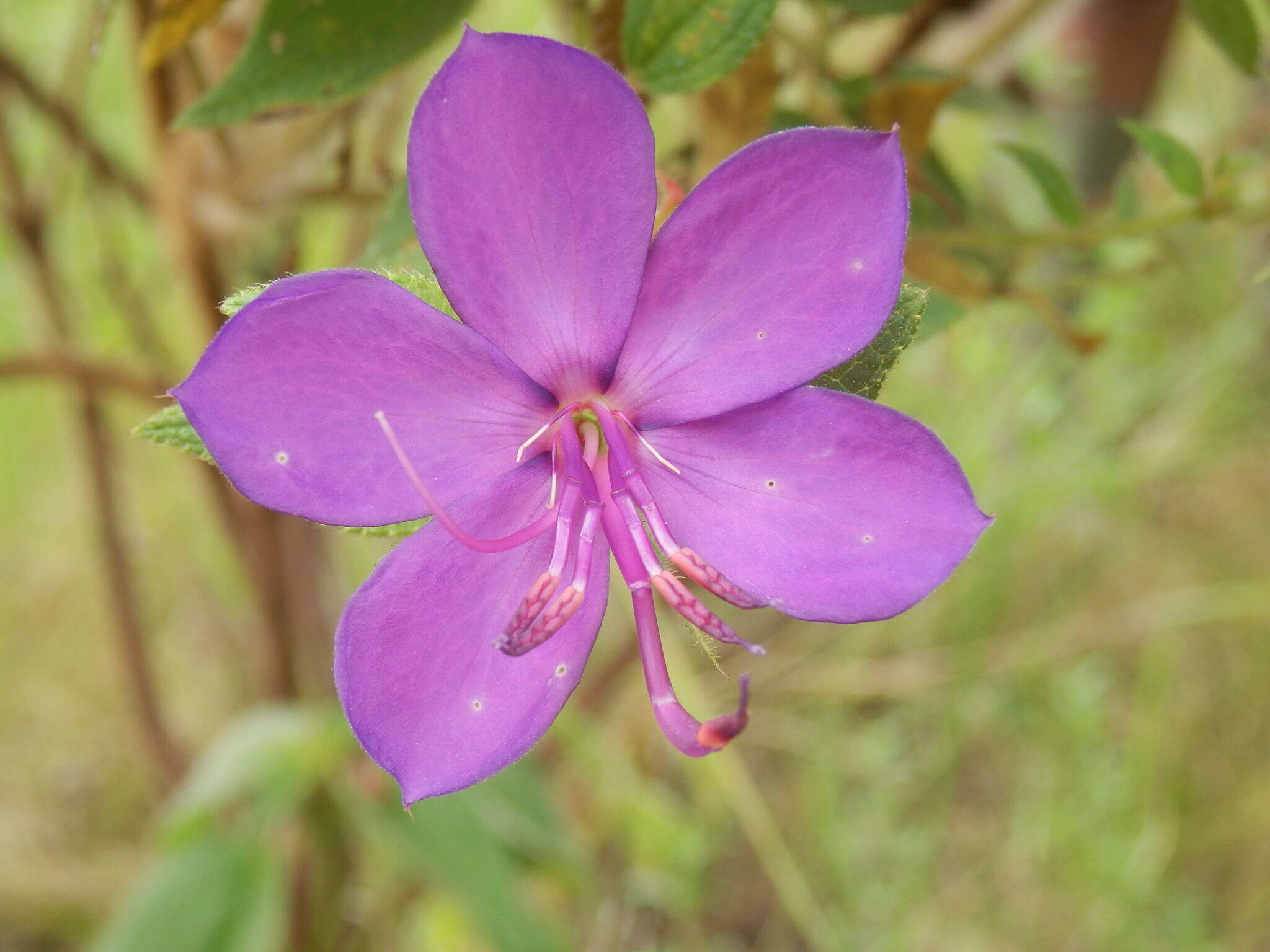 Imagem de Rhynchanthera grandiflora (Aubl.) DC.