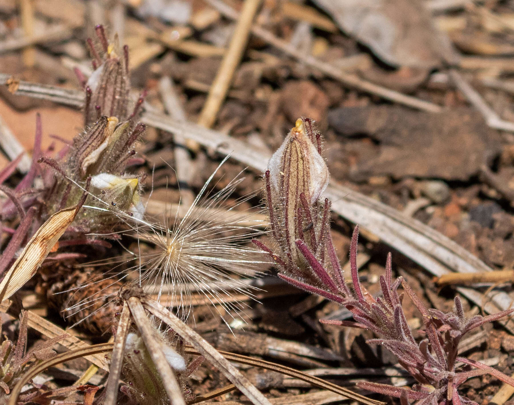 Image of Mt. Diablo bird's-beak