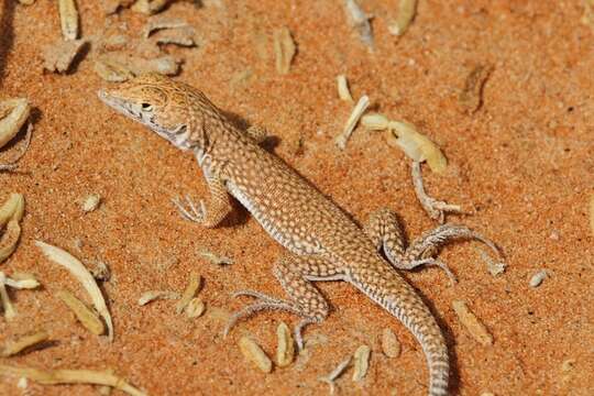 Plancia ëd Acanthodactylus schmidti Haas 1957