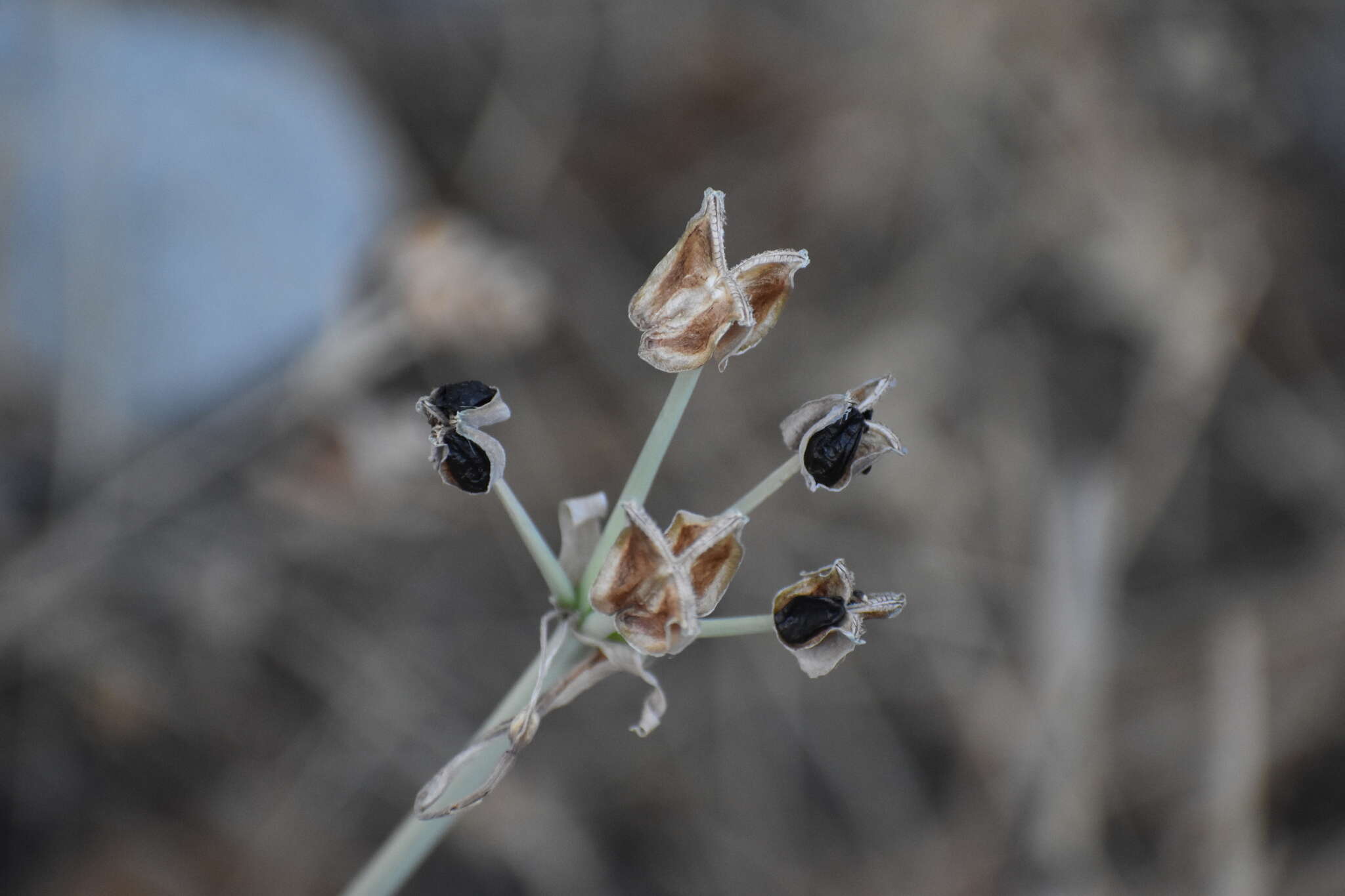 Image of Stenomesson flavum (Ruiz & Pav.) Herb.