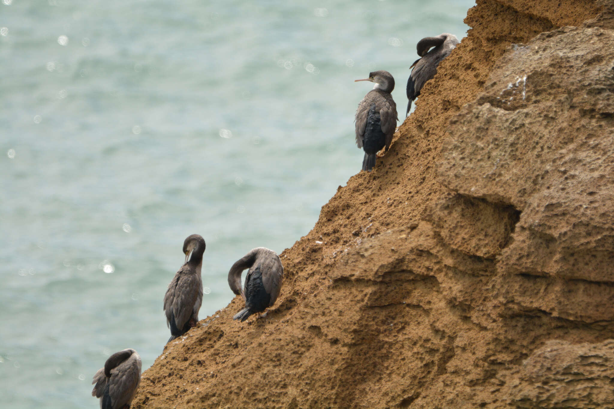 Image of Phalacrocorax punctatus oliveri Mathews 1930