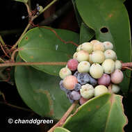 Image of Smilax glabra Roxb.