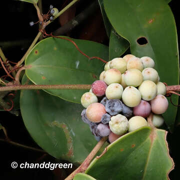 Image of Glabrous Greenbrier