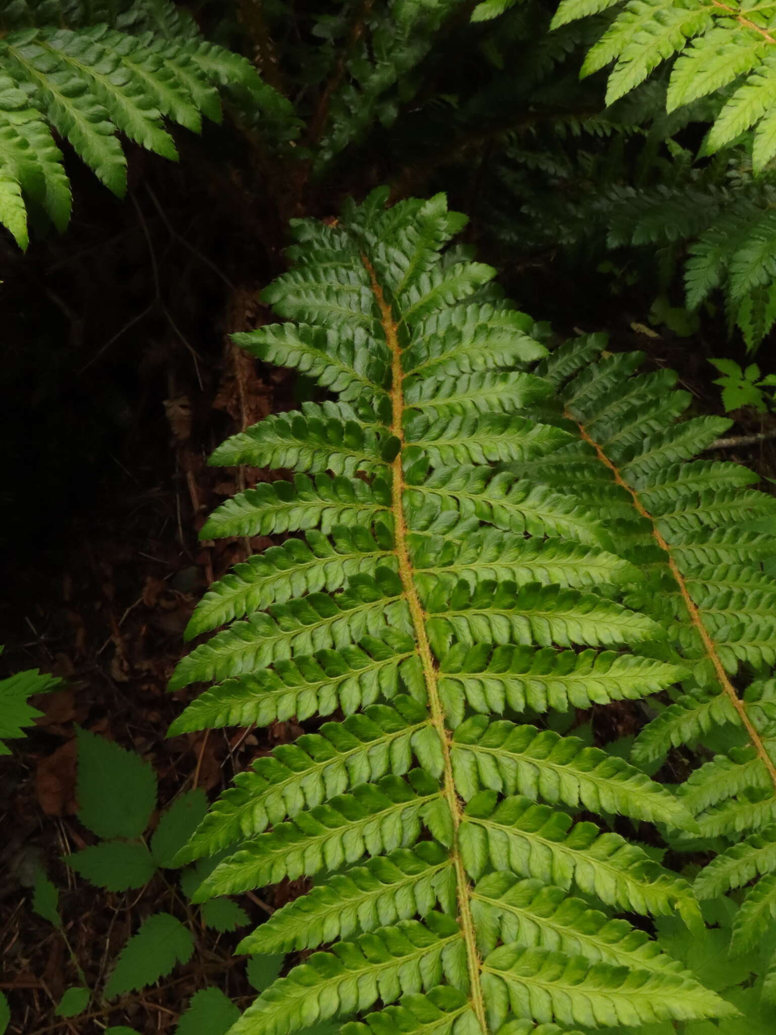 Image of Alaska hollyfern