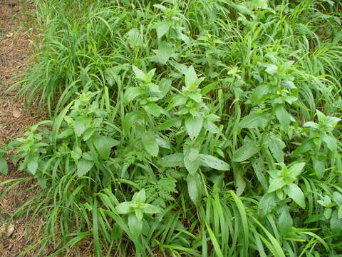 Image of Nepeta nuda L.