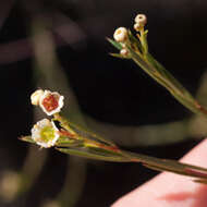 Image of Diosma hirsuta L.