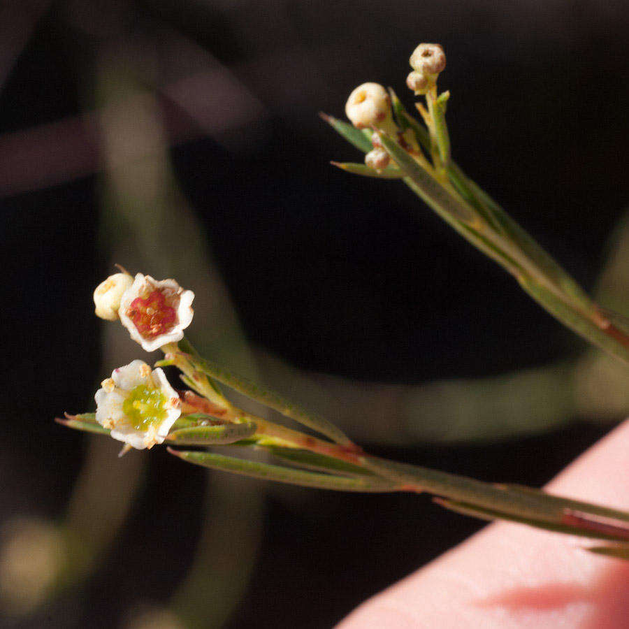 Image of Diosma hirsuta L.