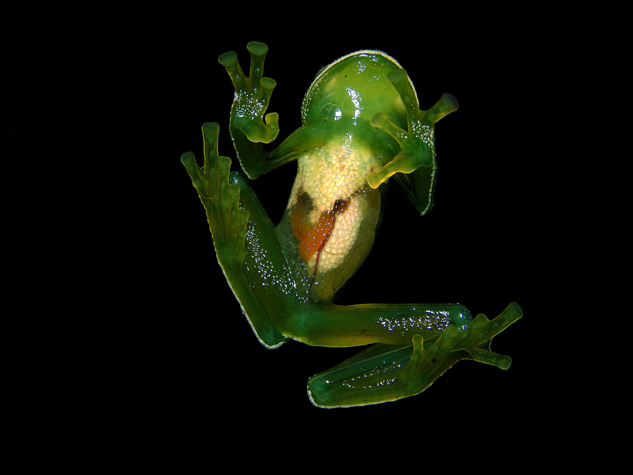Image of Savage's cochran frog