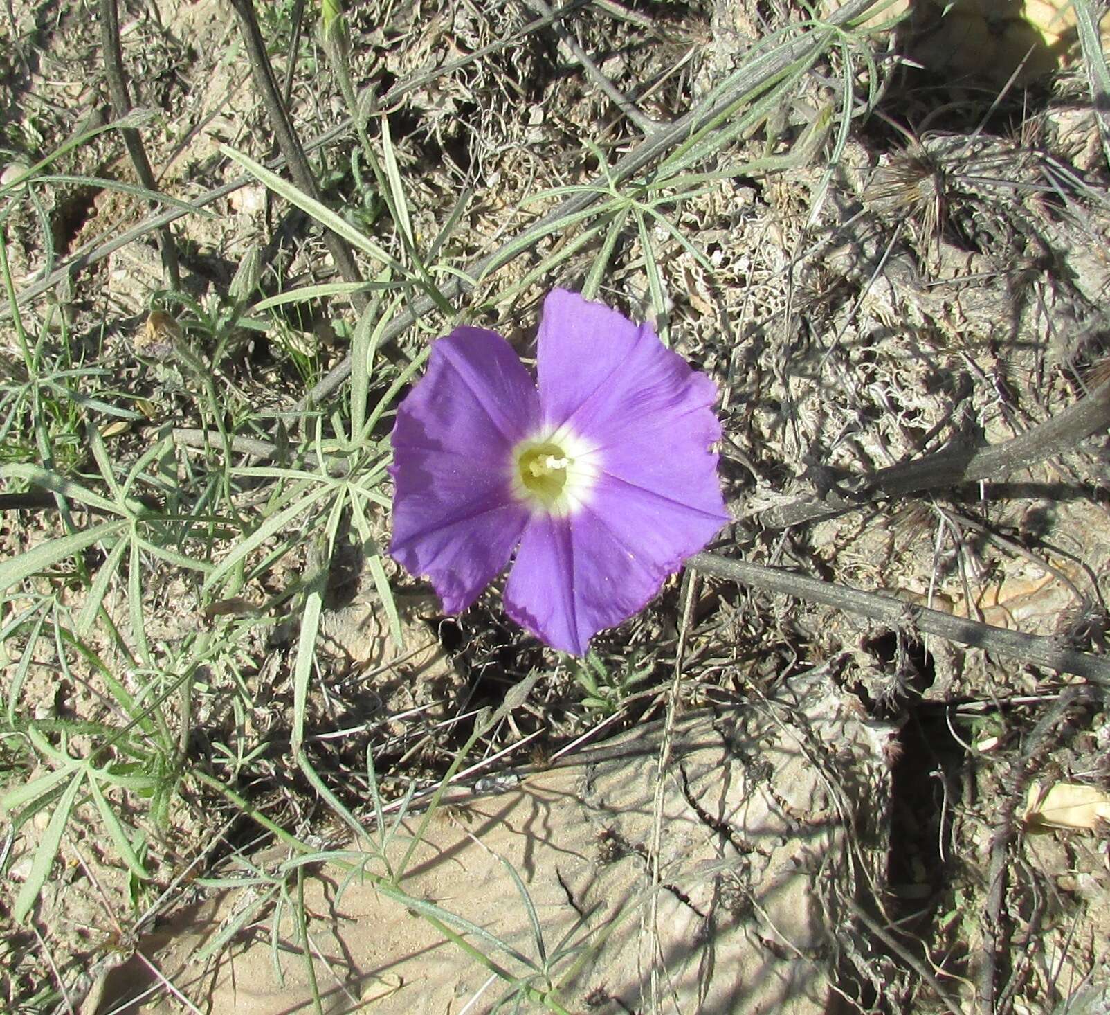 Imagem de Ipomoea ternifolia Cav.