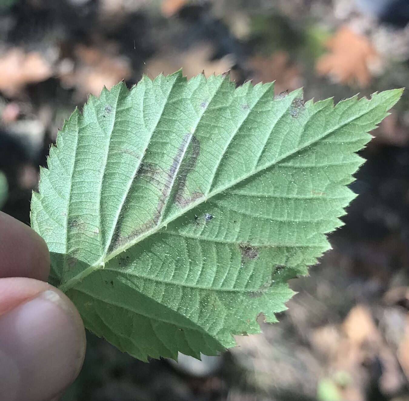 Image of Stigmella villosella (Clemens 1861) Newton et al. 1982