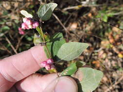 Sivun Symphoricarpos orbiculatus Moench kuva