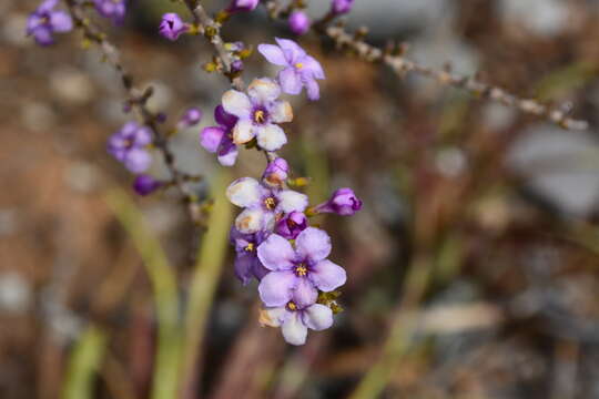 Image of Plocosperma