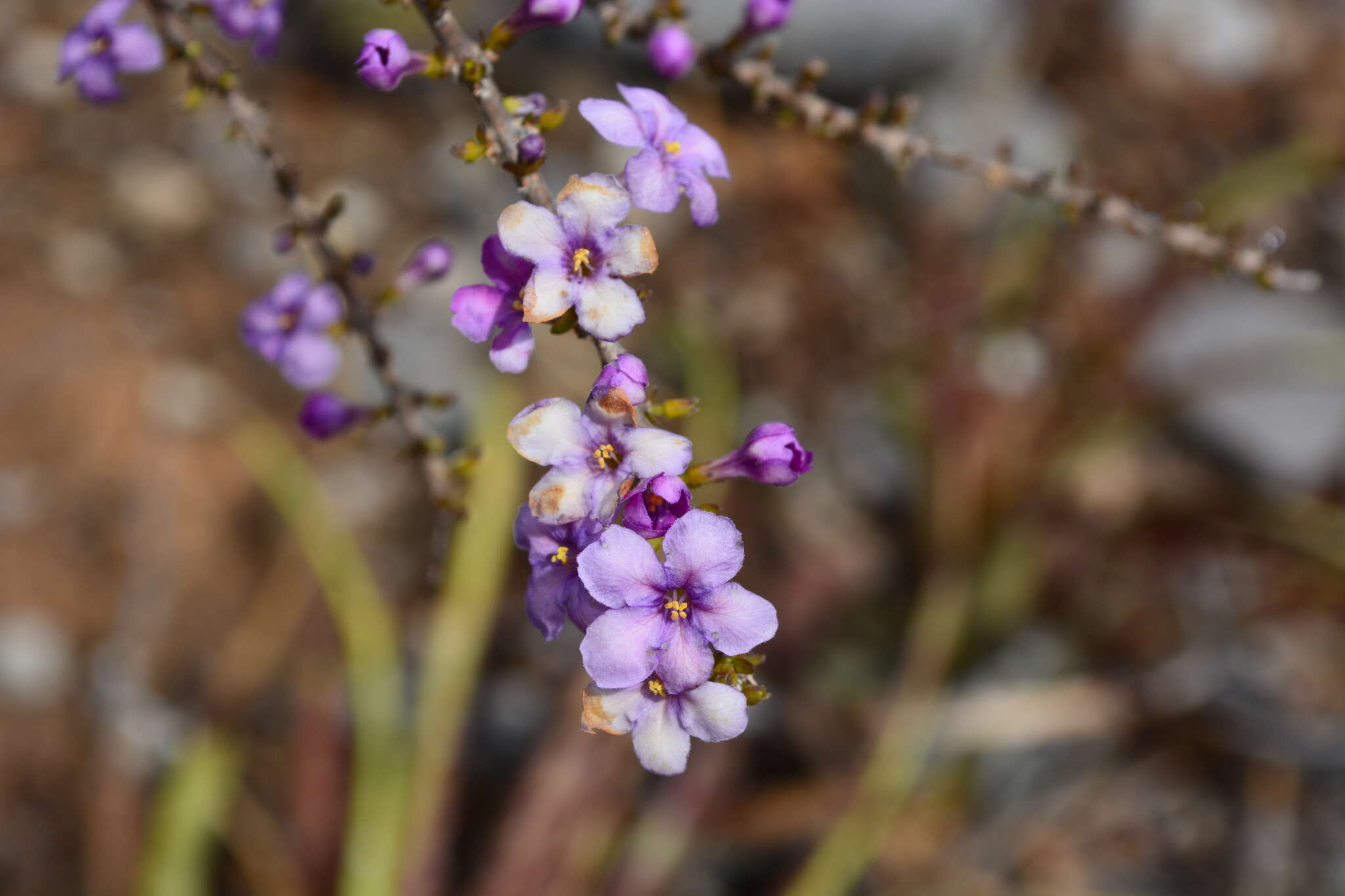 Image of Plocospermataceae