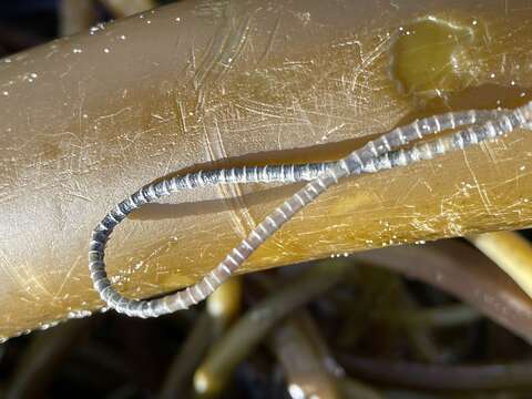 Image of glassy tubeworm