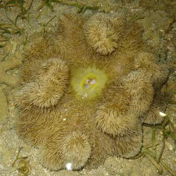 Image of Gigantic sea anemone