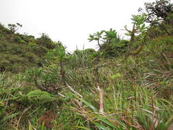 Image of Maui Pilo Kea