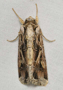 Image of Sweetpotato Armyworm Moth