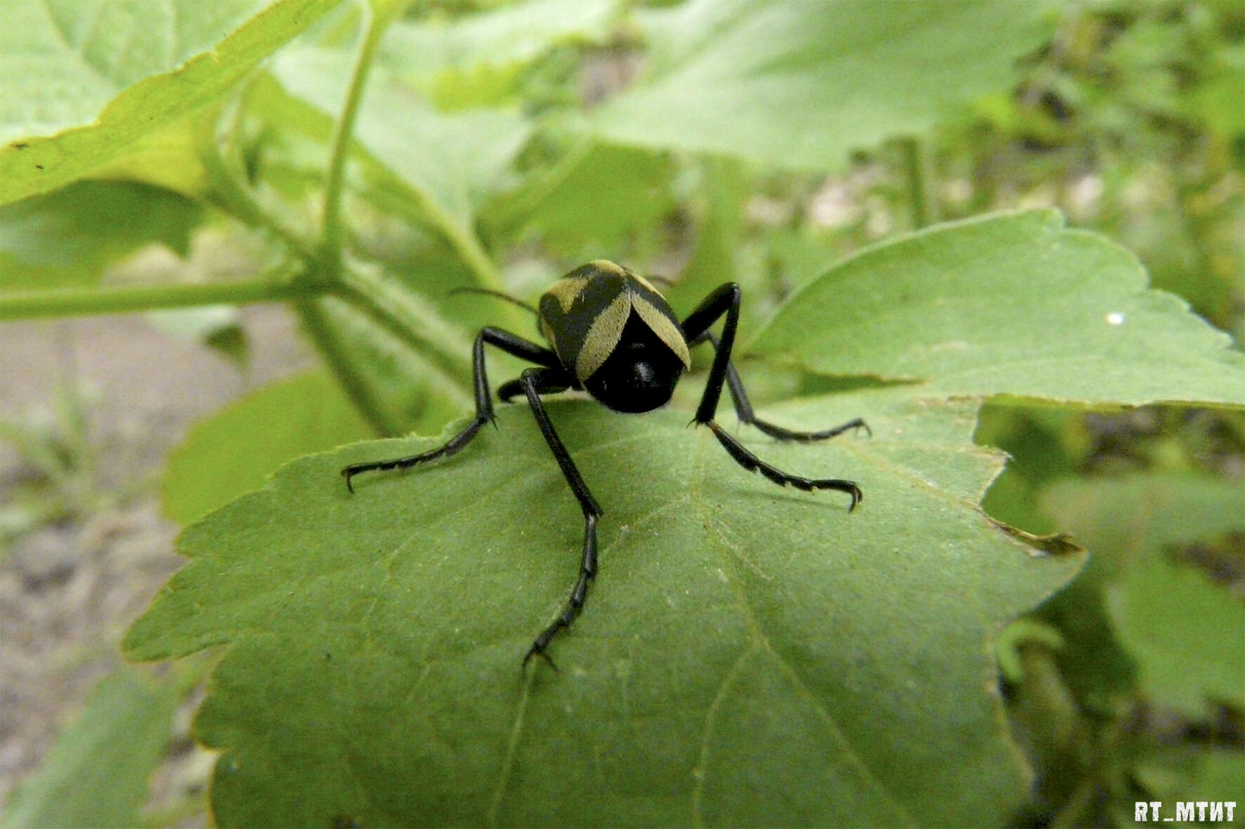 Image of Epicauta (Macrobasis) niveolineata (Haag-Rutenberg 1880)