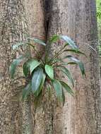 Image of Epipremnum giganteum (Roxb.) Schott