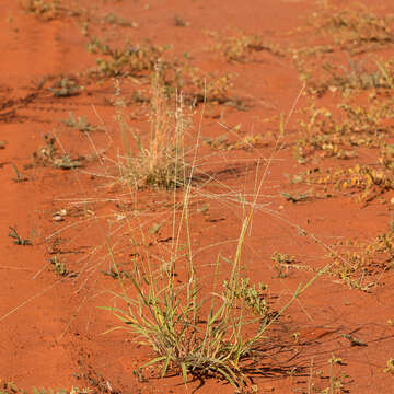 Image de Digitaria hystrichoides Vickery