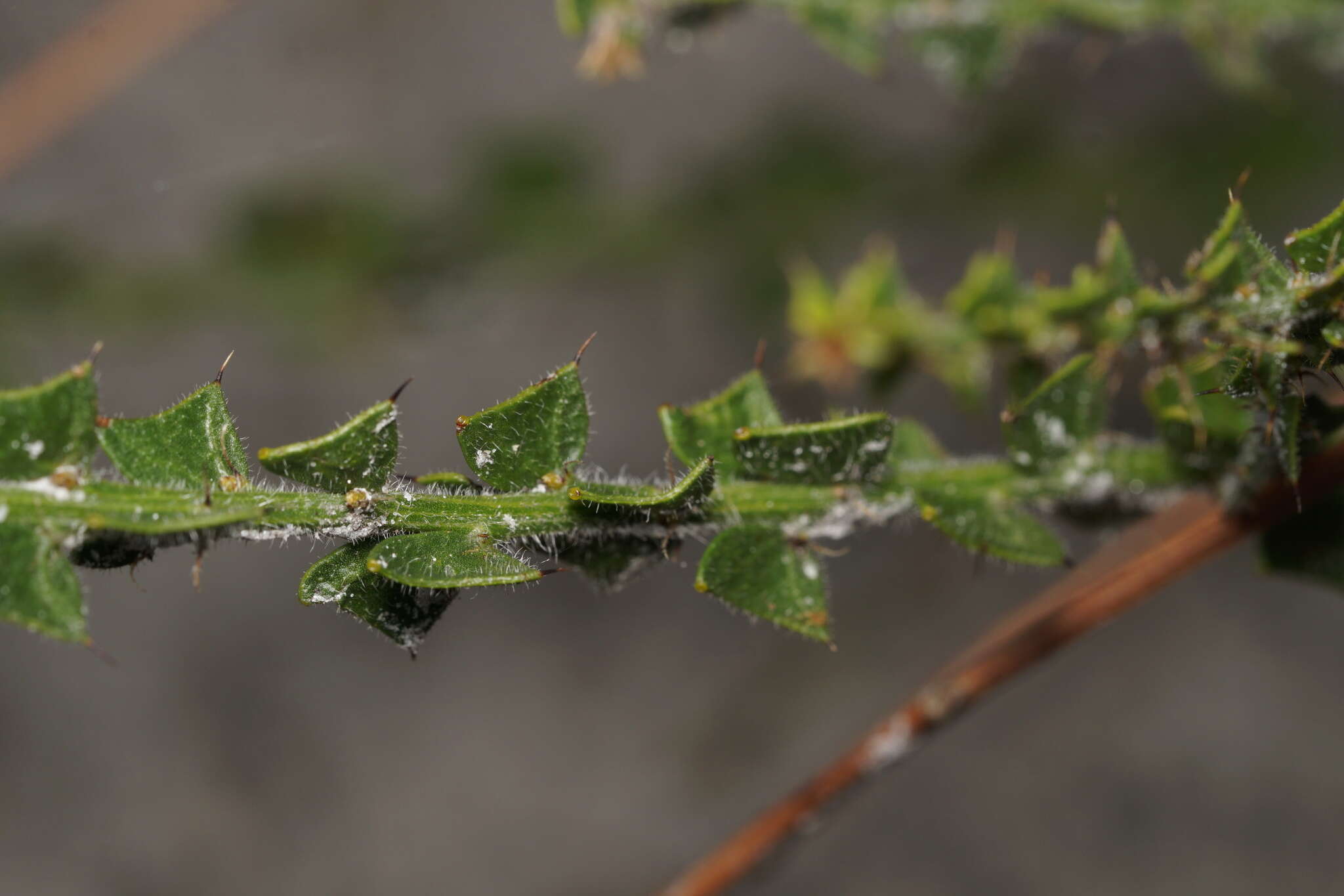 Слика од Acacia biflora R. Br.