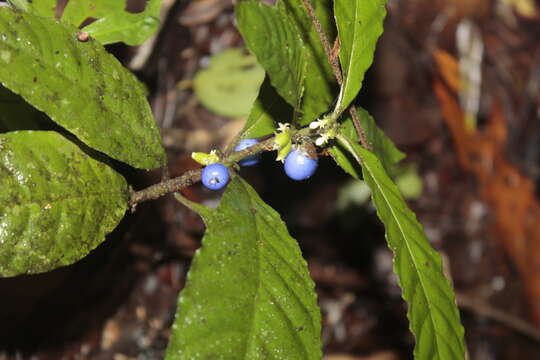 Image of Ronabea emetica (L. fil.) A. Rich.