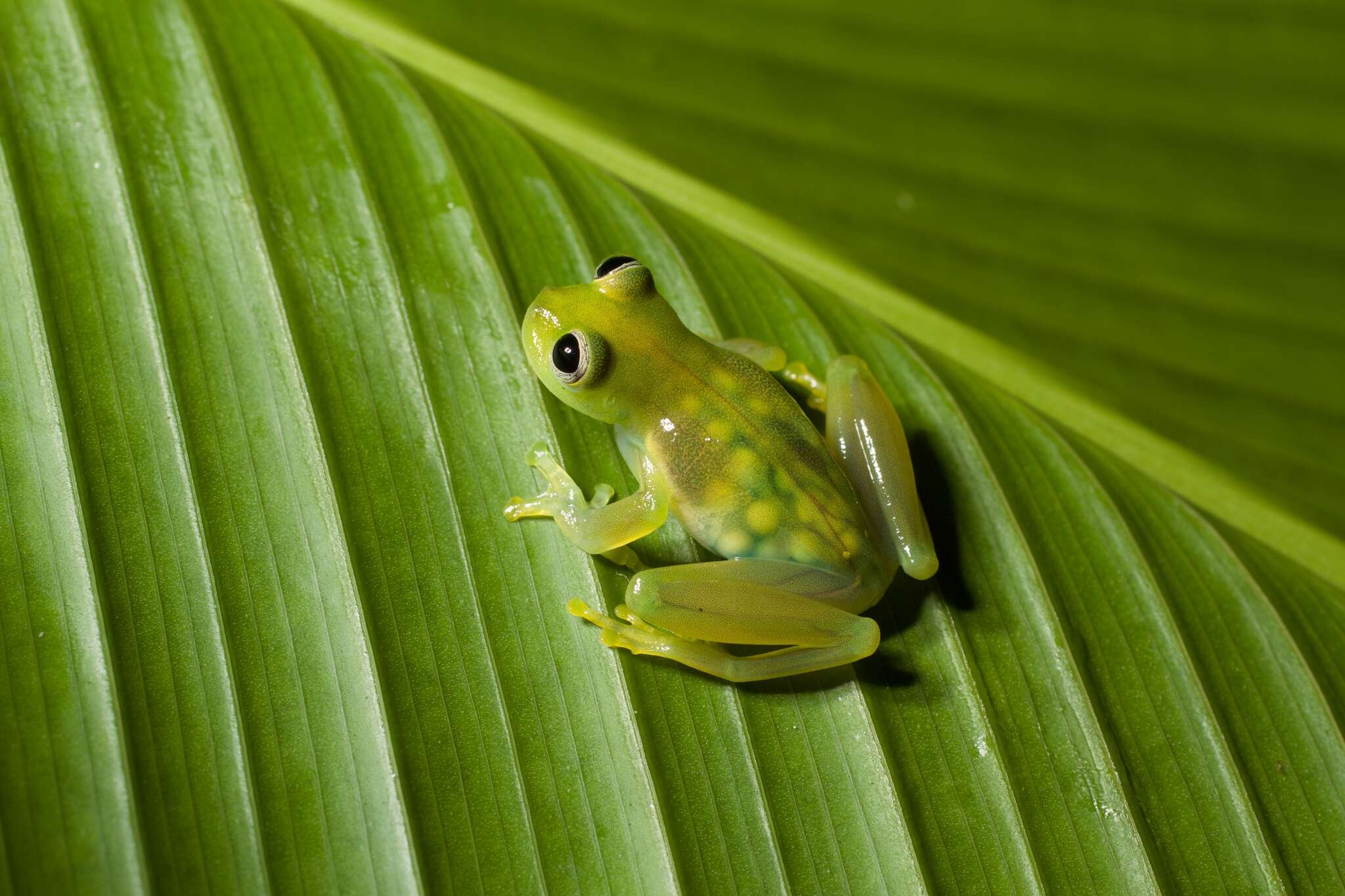 Image of Dwarf Glassfrog